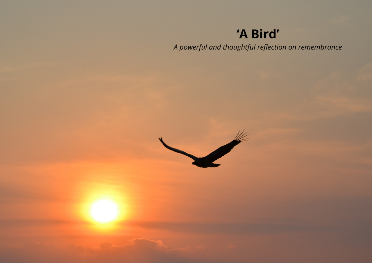 Bird flying in the sunset