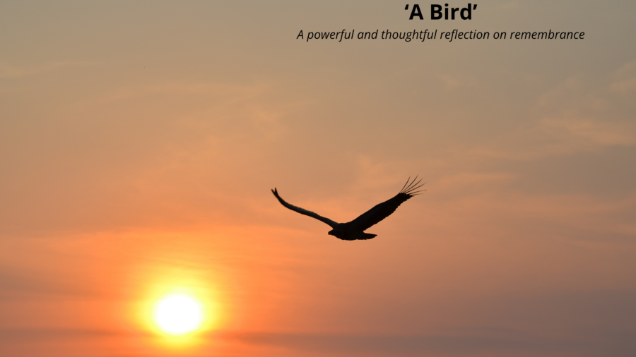 Bird flying in the sunset