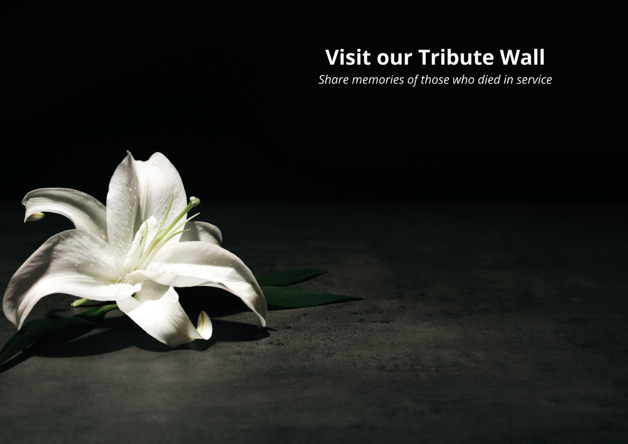 A single lily flower on black background