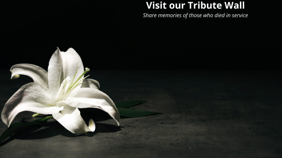 A single lily flower on black background